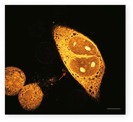 受激拉曼与瞬态吸收